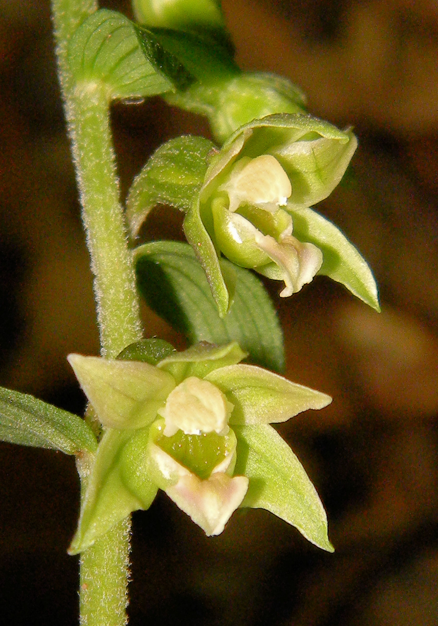 Elleborine dell'aspromonte calabrese